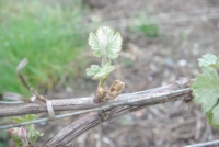 Gele de printemps dans le vignoble