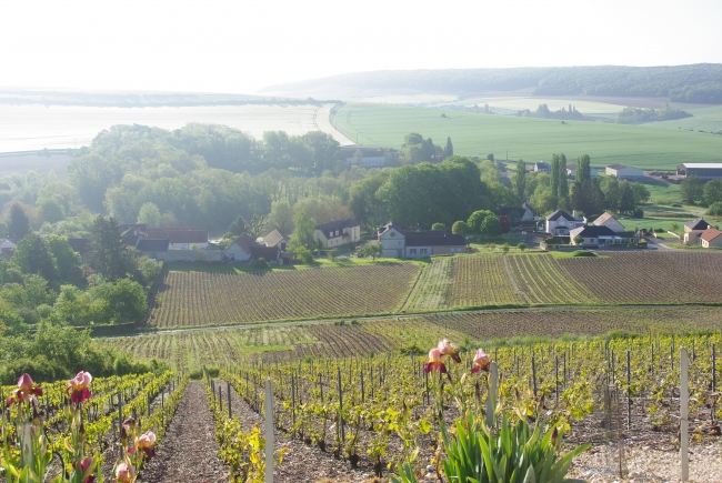 Champagne Emilien FRESNE - Cuisles seen from above