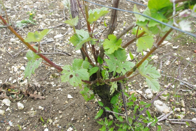 Champagne Emilien FRESNE - L'bourgeonnage - Avant