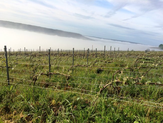 Champagne Emilien FRESNE - Nappes de brumes au printemps