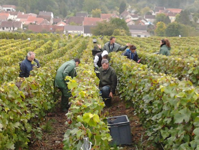 Champagne Emilien FRESNE - Vendanges en Champagne