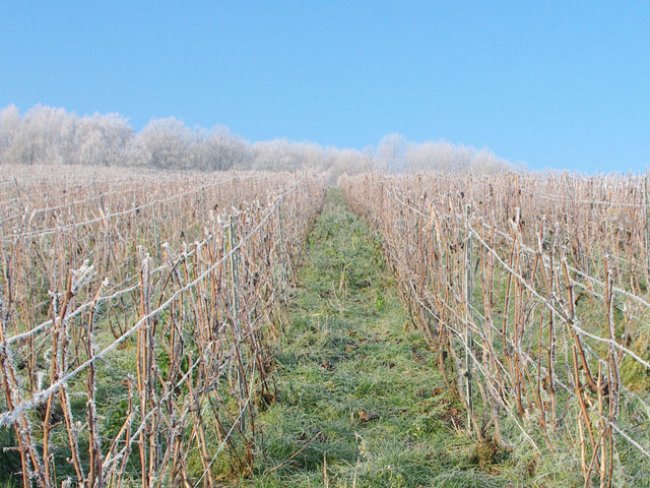 Champagne Emilien FRESNE - Landscape in Cuisles