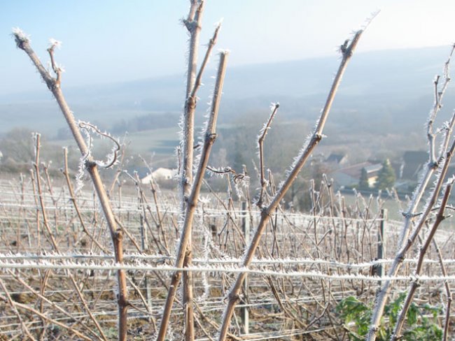 Champagne Emilien FRESNE - Vignes en hiver